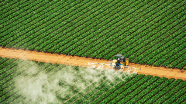 Wasp Removal Services in Lewisburg, OH